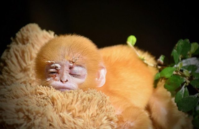 Осиротевшая маленькая обезьянка, обрела плюшевую маму