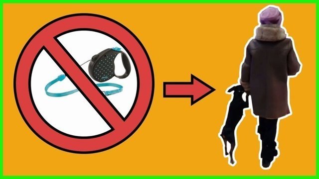 Вот как нужно гулять с собакой в год собаки