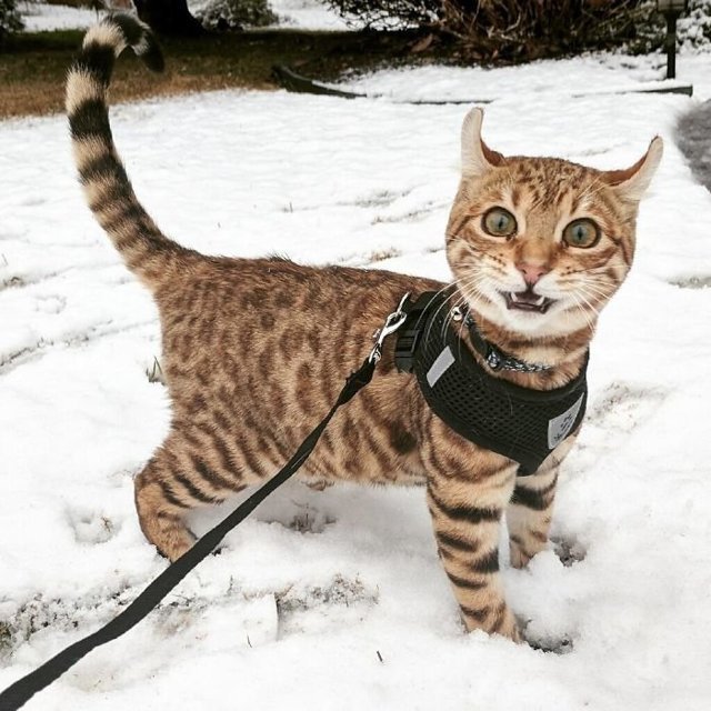 Забавные фотографии животных, которые в первый раз увидели снег