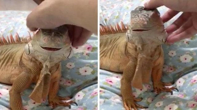 Улыбка игуаны