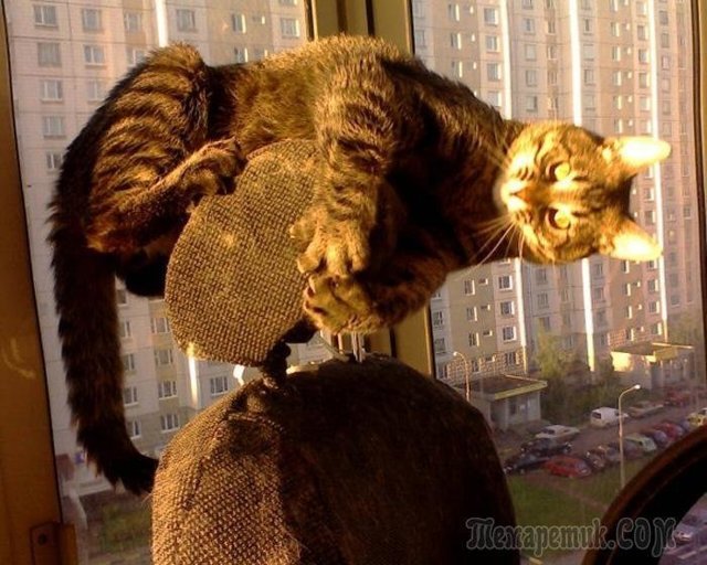 Пластилиновые коты