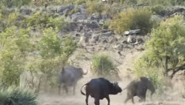 Стадо буйволов отбило слоненка у прайда львов в национальном парке в ЮАР