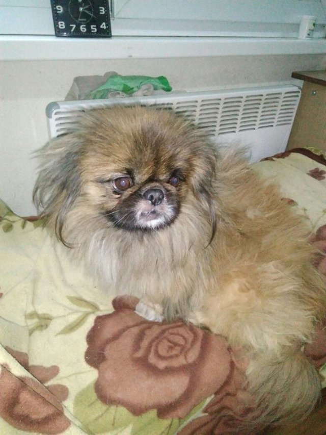 На найденном пекинесе было 2 ошейника. все решили, что у него заботливые хозяева – но не тут-то было