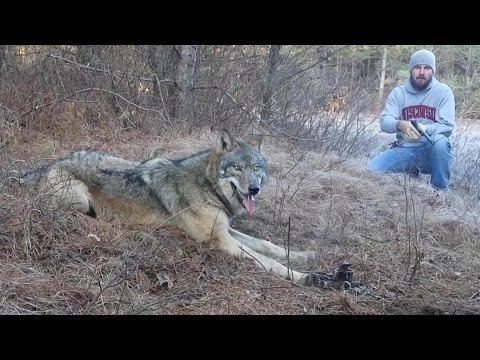 Охотник решил помочь волку, который попал в капкан