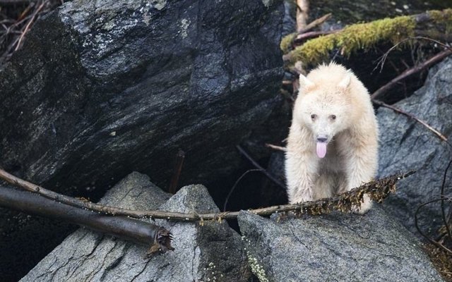 Редчайший кермодский медведь показал язык фотографу