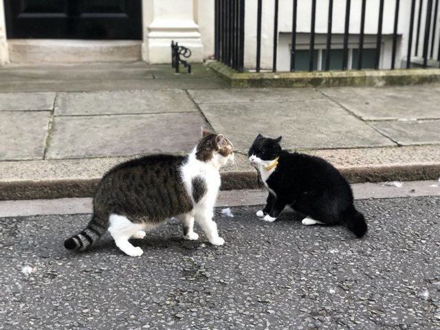 Драма на Даунинг-стрит: кот главы МИД Британии подрался с котом премьер-министра