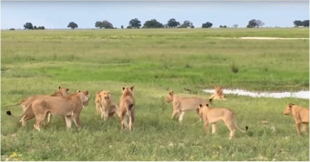 15 львиц атаковали попытавшегося присоединиться к их группе молодого льва
