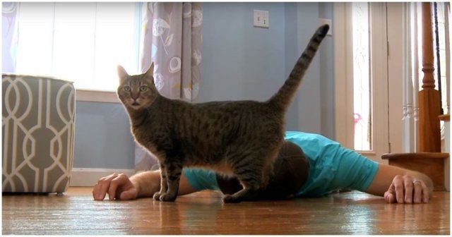  Хозяин притворился мертвым, чтобы посмотреть на реакцию своей кошки