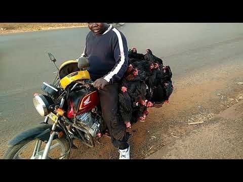 Самые бестолковый перевозчик домашней птицы в Африке