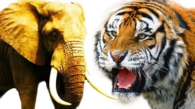 Тигровая арена в Хюэ. Вьетнам