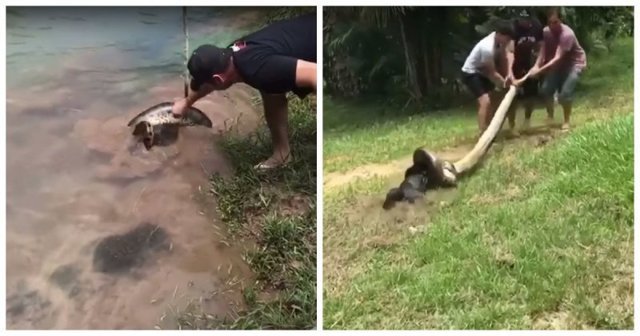 Бразильцы вытащили собаку из смертельных объятий анаконды 