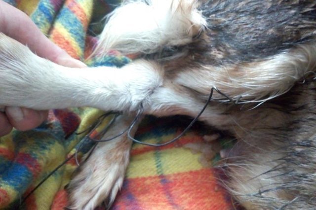 В Омске бездомные люди спасли собаку с 9-Ю щенками