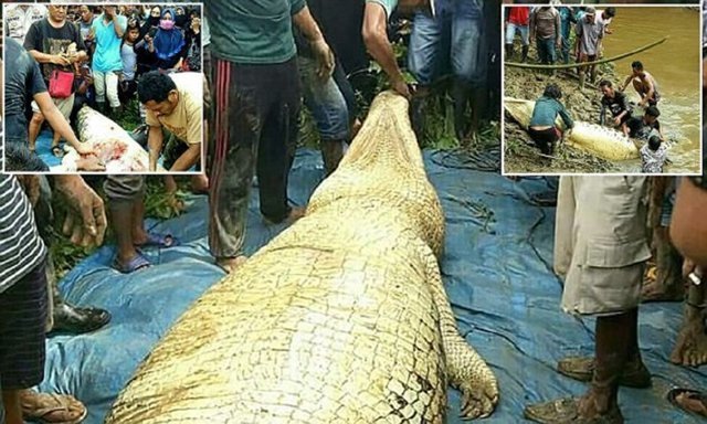 В Индонезии крокодил-людоед сожрал рабочего с плантации
