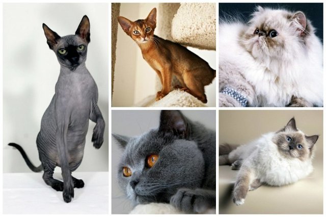 Самые популярные породы кошек в России по версии "Авито"