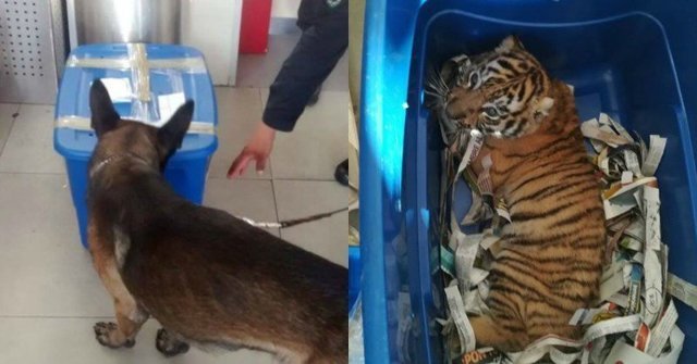 Необычная находка: в Мексике собака обнаружила живого тигра в почтовой посылке!