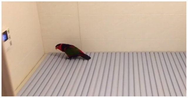 Смешная реакция попугая на новую поверхность