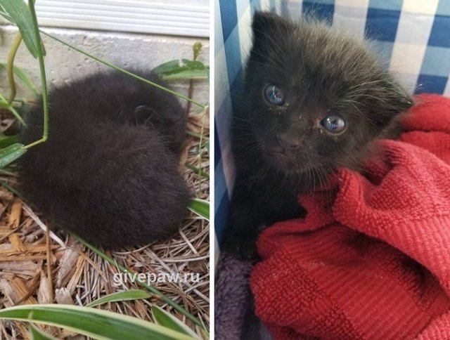 Пушистая находка в саду