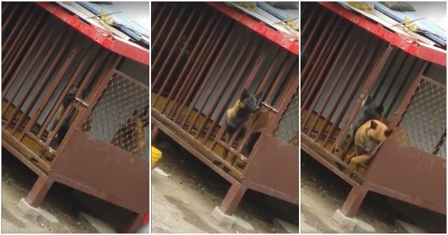 Смышлёный пёс организовал побег из вольера