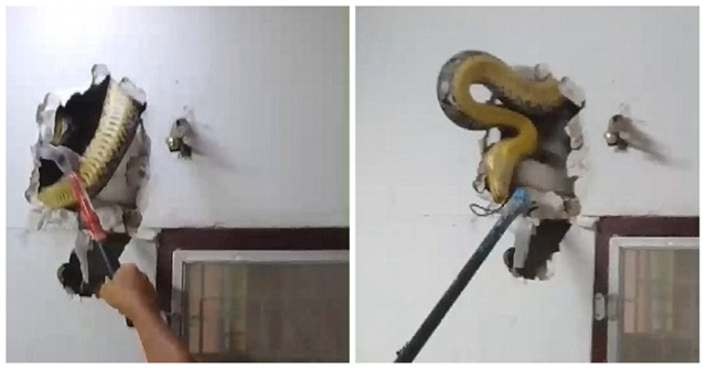 Житель Бангкока обнаружил в стене своей гостиной 4,5-метрового питона