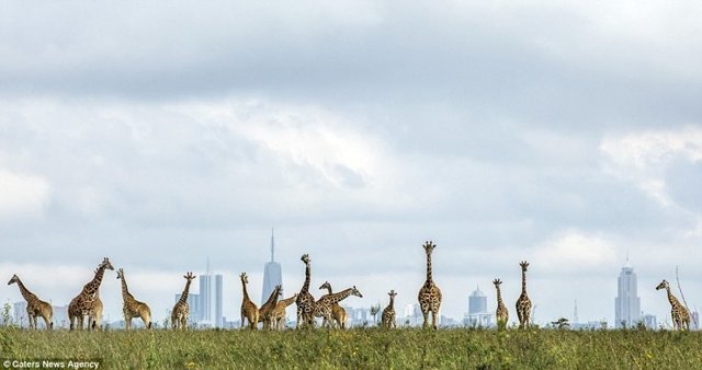 Жирафы на фоне большого города