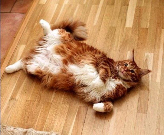 Увидел ветеринар нашего котика и перекрестился. Впервые, говорит, вижу брюхоногого кота