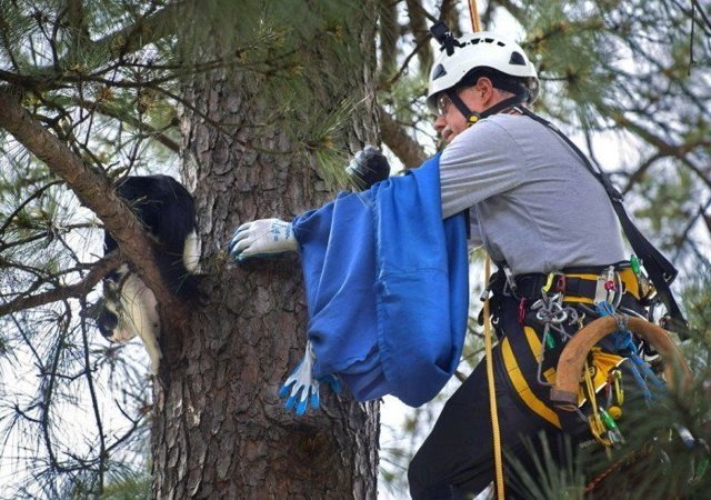Американский пенсионер резво лазает по деревьям, бесплатно спасая котов