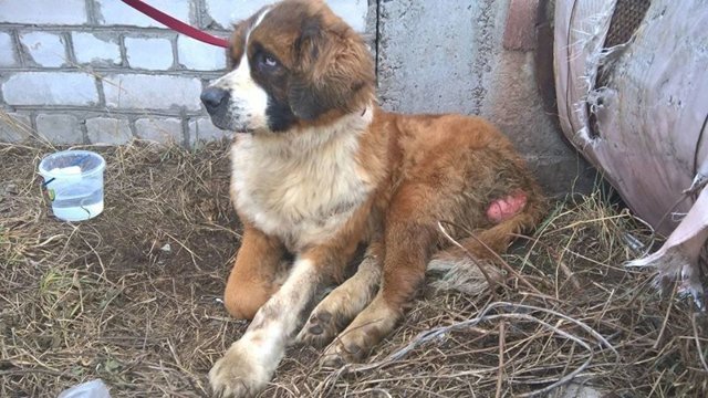 История спасения добродушного сенбернара с очень туманным прошлым