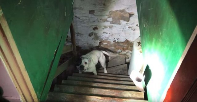 Сюрприз на цепи: мужчина купил старый дом, а в его подвале обнаружил брошенную собаку