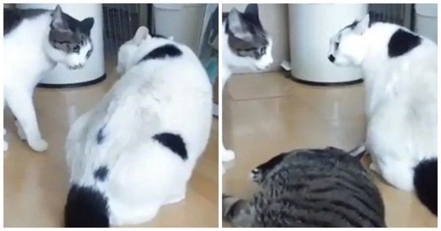 Толстый кот-миротворец остановил кошачьи разборки