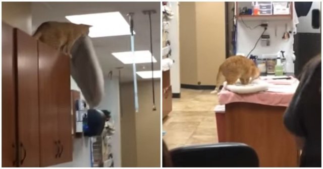 Ловкий кот совершил головокружительный прыжок со своей подстилкой