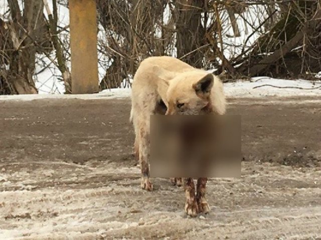 В Волгограде малолетние живодеры взорвали в пасти собаки петарду