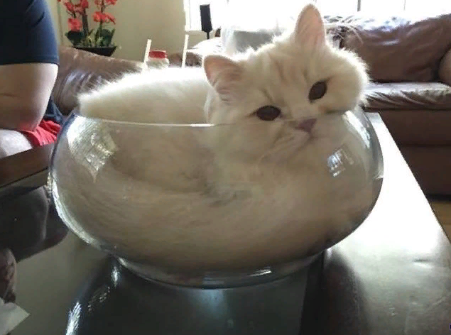 Коты – жидкость!