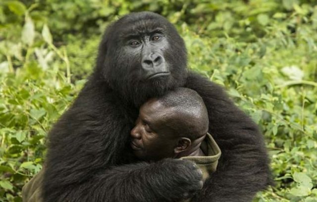 Две дикие гориллы влюбились в своего смотрителя