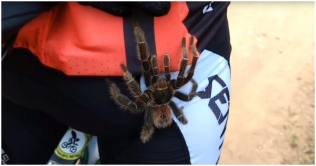 Я хочу покататься с вами! Крупный паук забрался на ногу велосипедиста