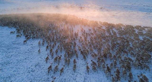 Завораживающие кадры великой миграции северных оленей в Канаде