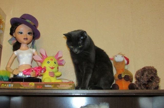 Как я кота спасал