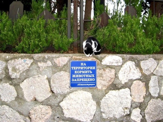 Прикольные картинки