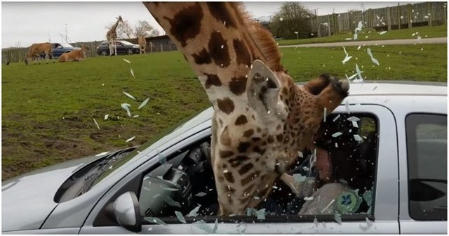 Видео: жираф в сафари-парке разбивает головой окно автомобиля