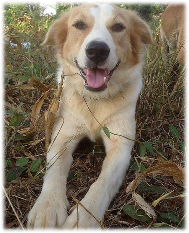 "Он спокойно лежал рядом со слоном, до заката - до последнего вздоха"