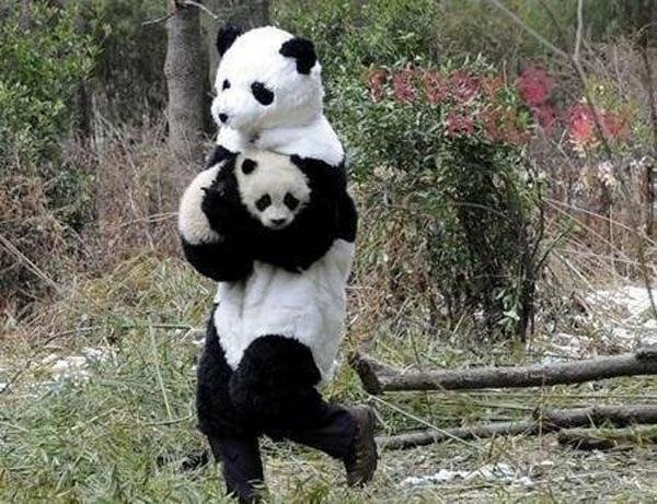 Элегантный способ украсть панду