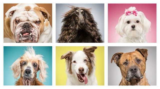 Фотопроект: 6 собак и 6 наборов предметов, описывающих их жизнь