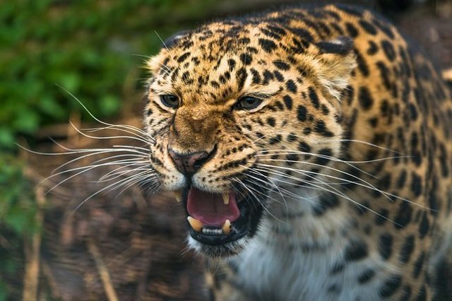 Дальневосточных леопардов становится больше