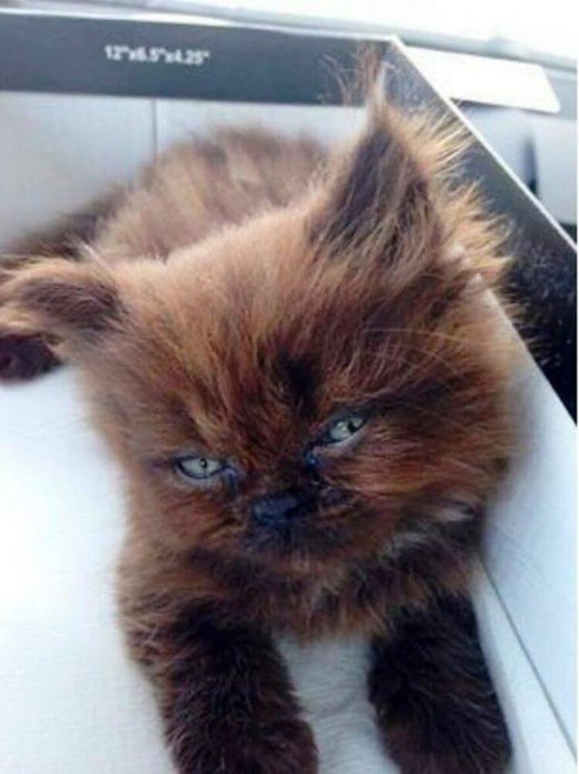 Девочка спасла Домовенка, но спустя год ее ждал большой сюрприз