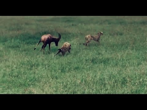 Схватка антилопы с гепардами и гиеной попала на видео