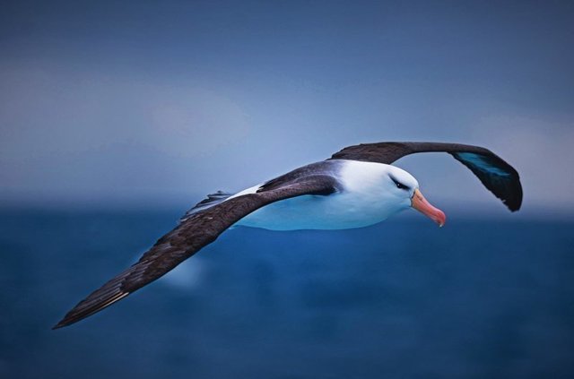 Почему крылья у альбатросов разного цвета