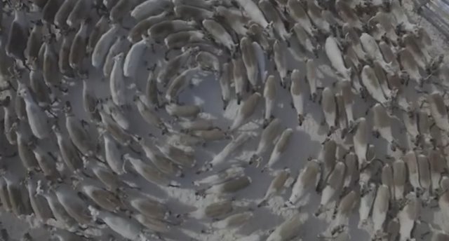 Круговорот оленей на Кольском полуострове: завораживающее видео