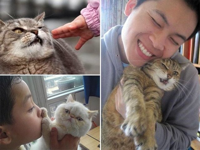 15 котов, которые терпеть не могут целоваться-обниматься!