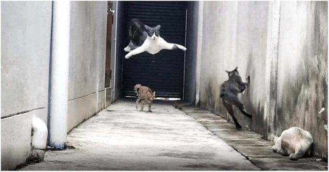 Ловкая кошка виртуозно ушла от своих обидчиков