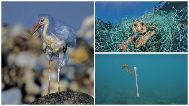 Загрязнение пластиком: душераздирающие снимки от National Geographic