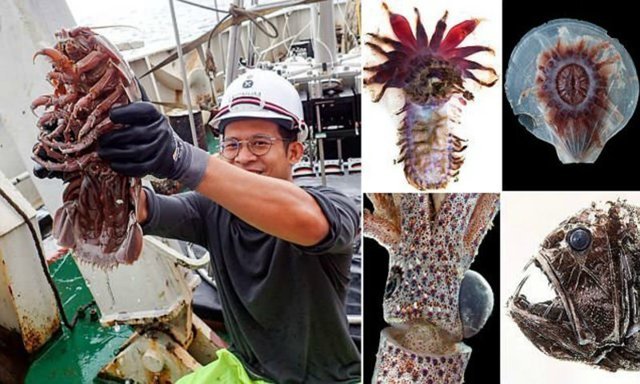 В Индонезии поймали более 12 тысяч "инопланетных" морских существ